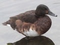 Baer's Pochard